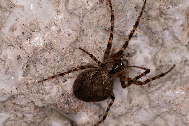 Meta_merianae_D5165_Z_88_Les Gris_Frankrijk.jpg